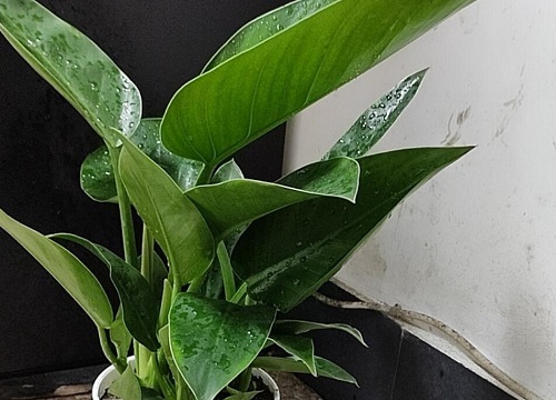 万年青开花后怎么处理