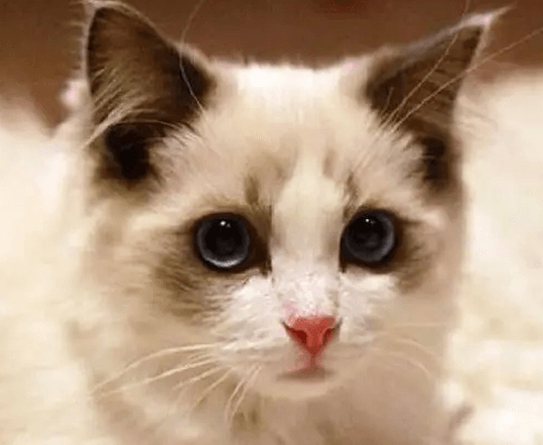 好养的宠物猫排名前十名