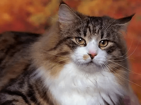 好养的宠物猫排名前十名