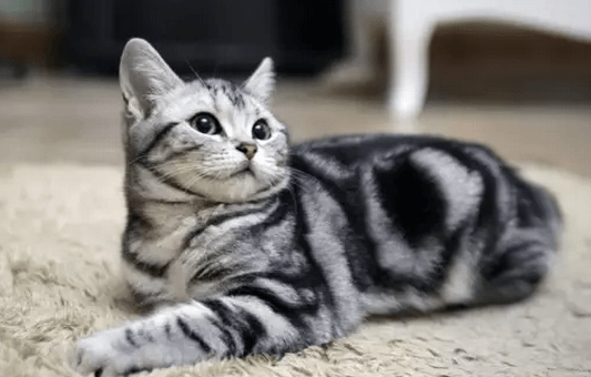 好养的宠物猫排名前十名