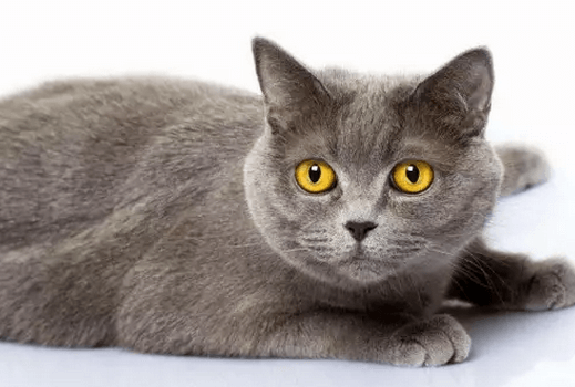 好养的宠物猫排名前十名