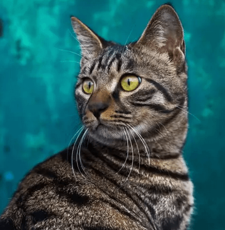 好养的宠物猫排名前十名