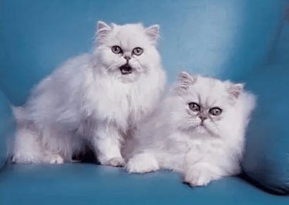 好养的宠物猫排名前十名