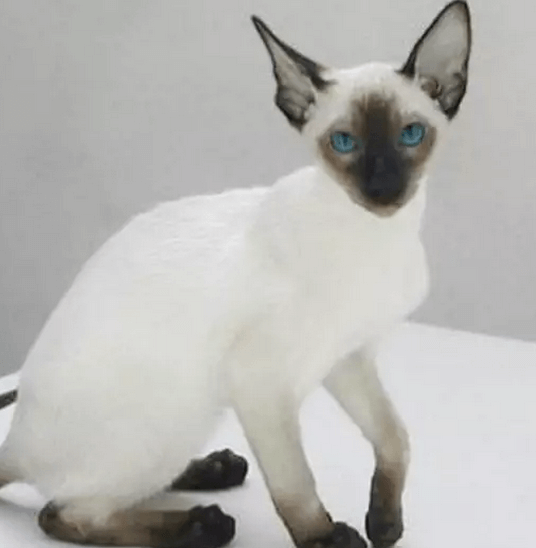 好养的宠物猫排名前十名