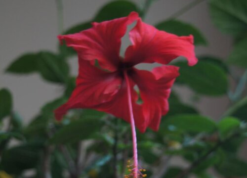 大红花花期多长时间