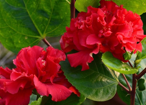 大红花花期多长时间