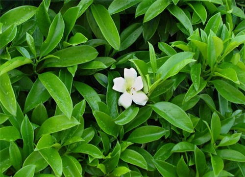 茉莉花怎么养护开花量翻倍