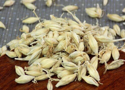 大麦怎么发芽快