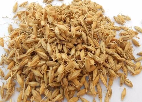 大麦怎么发芽快