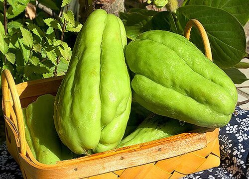 佛手瓜含糖量高吗