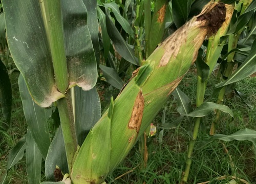 荃玉18玉米种简介