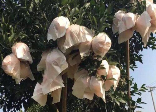 塑料袋是怎样给植株保温的