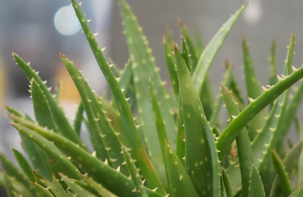 芦荟放什么肥料又肥又壮