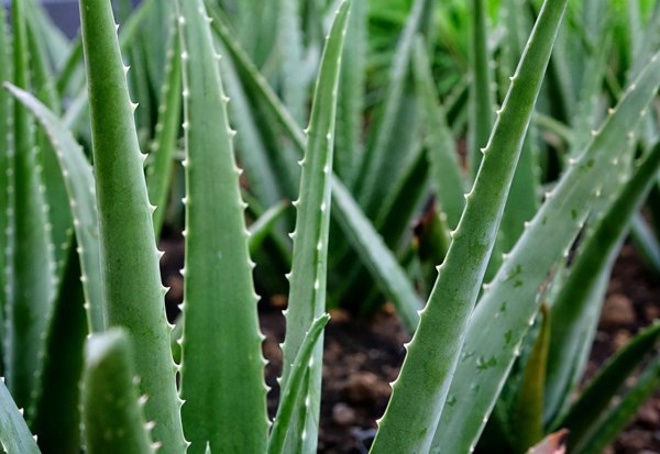 芦荟放什么肥料又肥又壮