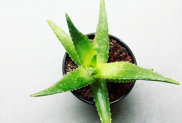 芦荟放什么肥料又肥又壮