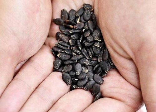 西瓜种子几天发芽出苗