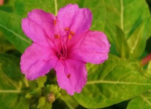 紫茉莉种植时间和方法