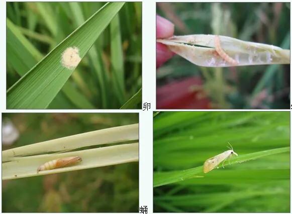 钻心虫钻进稻杆里面打什么药有效