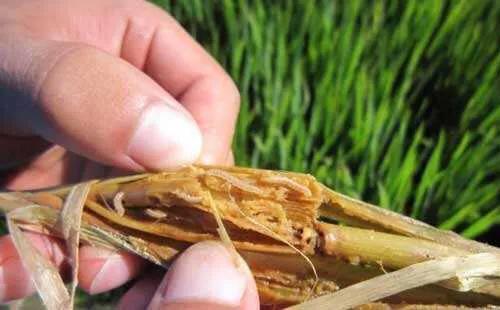 钻心虫钻进稻杆里面打什么药有效
