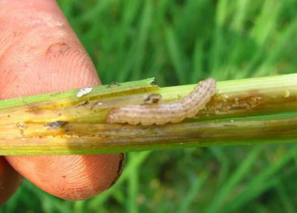 钻心虫钻进稻杆里面打什么药有效