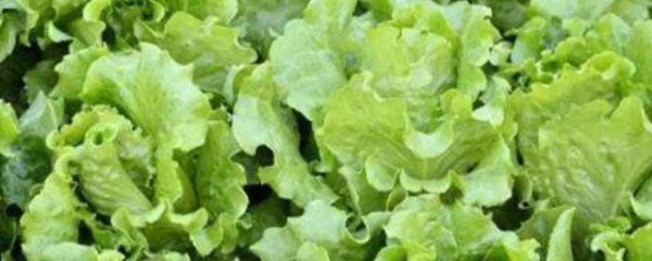 生菜泡几天能发芽