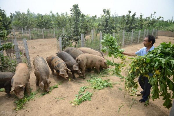 关于养殖业占地的最新政策