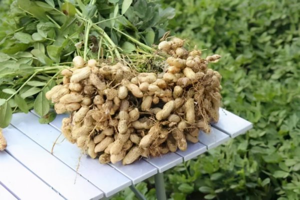 花生品种名称大全及图片