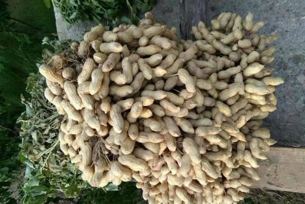 花生品种名称大全及图片