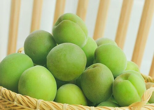 青梅什么季节成熟