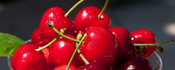 家庭樱桃种植方法