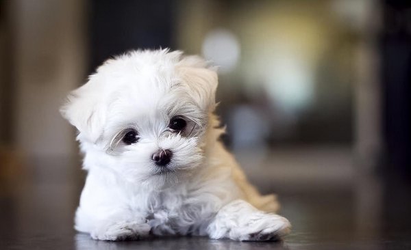 马尔泰狗狗长什么样