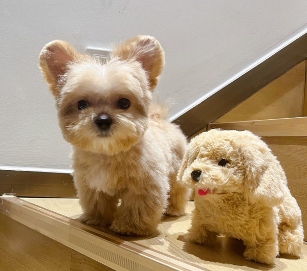 马尔泰狗狗长什么样