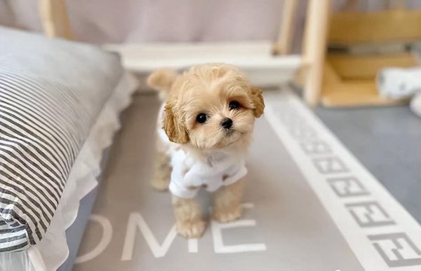 马尔泰狗狗长什么样