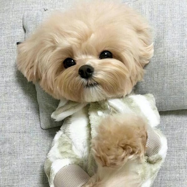 马尔泰狗狗长什么样