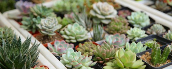 客厅南边适合养什么植物