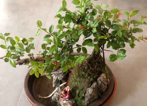 雀梅叶子干枯怎么办