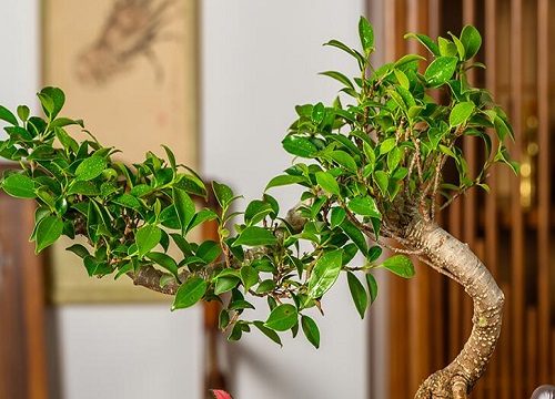 雀梅叶子干枯怎么办