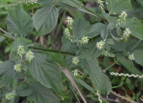 牛膝亩产量多少斤