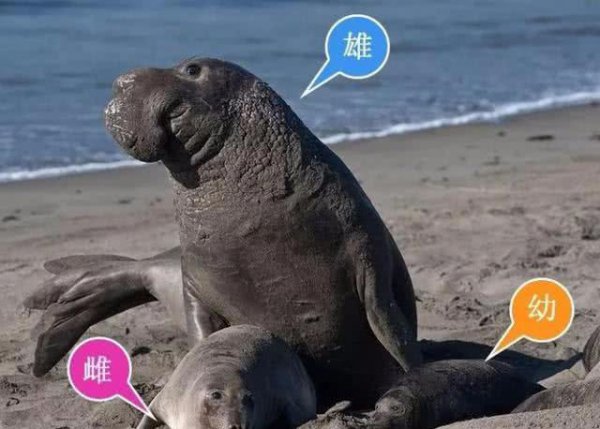 海洋动物海豹是哺乳动物吗