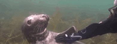 海洋动物海豹是哺乳动物吗