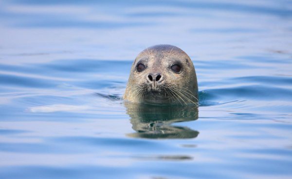 海洋动物海豹是哺乳动物吗