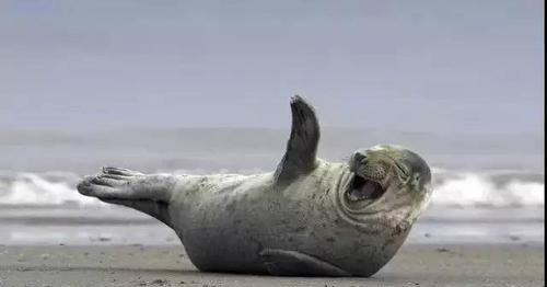 海洋动物海豹是哺乳动物吗