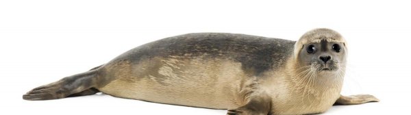 海洋动物海豹是哺乳动物吗