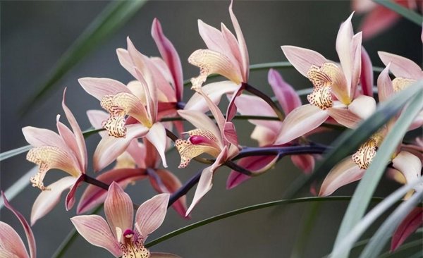 冬天十种最美的花名字