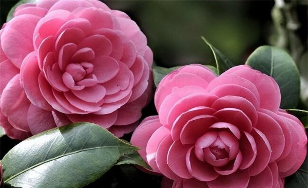 冬天十种最美的花名字