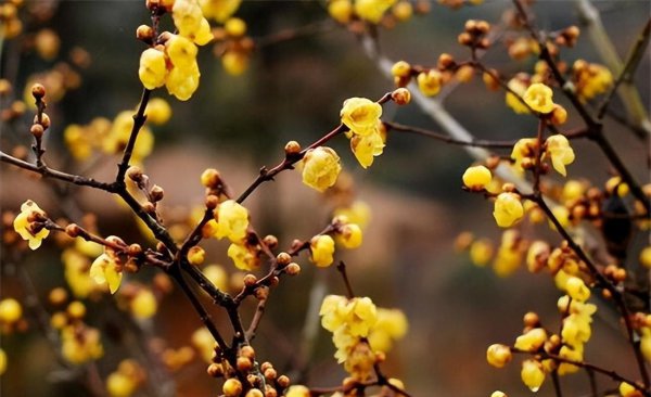 冬天十种最美的花名字