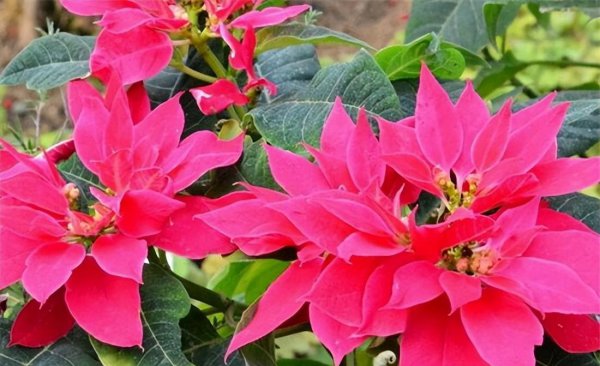 冬天十种最美的花名字