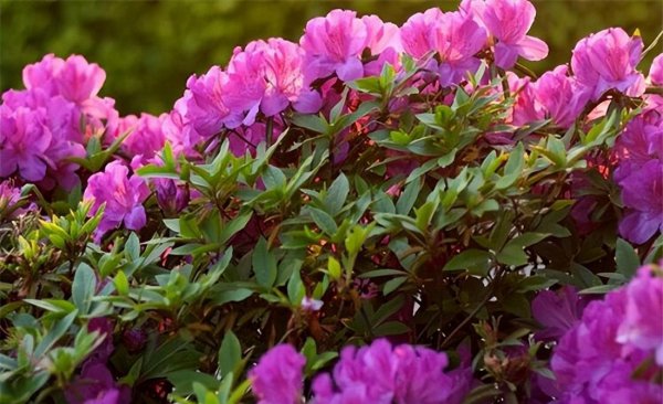 冬天十种最美的花名字