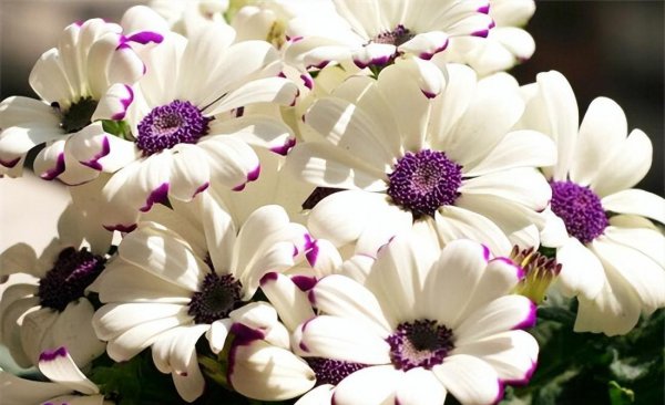 冬天十种最美的花名字