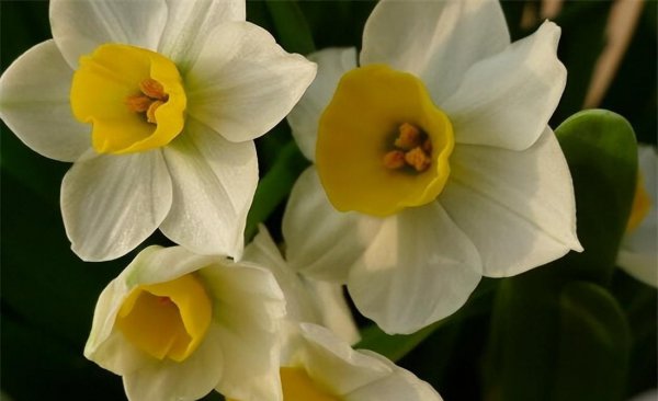 冬天十种最美的花名字